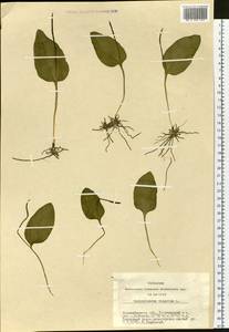 Ophioglossum vulgatum L., Siberia, Western Siberia (S1) (Russia)
