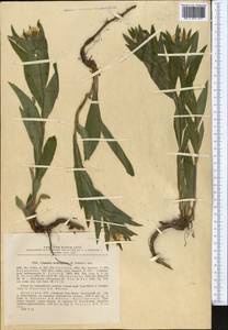 Arnebia tschimganica (B. Fedtsch.) G. L. Chu, Middle Asia, Northern & Central Tian Shan (M4) (Kazakhstan)