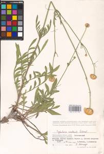 Cephalaria uralensis (Murray) Roem. & Schult., Eastern Europe, Lower Volga region (E9) (Russia)