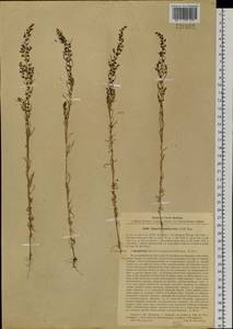 Suaeda altissima (L.) Pall., Siberia, Baikal & Transbaikal region (S4) (Russia)