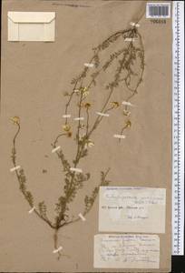 Tripleurospermum parviflorum (Willd.) Pobed., Middle Asia, Caspian Ustyurt & Northern Aralia (M8) (Kazakhstan)