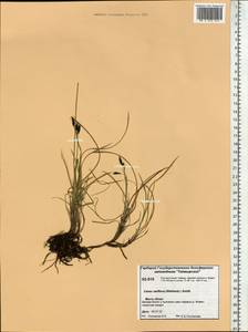 Carex rariflora (Wahlenb.) Sm., Siberia, Central Siberia (S3) (Russia)