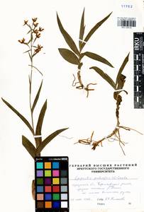 Epipactis palustris (L.) Crantz, Siberia, Baikal & Transbaikal region (S4) (Russia)