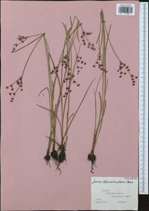 Juncus alpinoarticulatus Chaix, Eastern Europe, Central region (E4) (Russia)