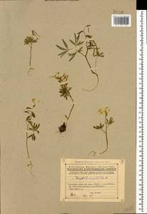 Corydalis angustifolia (M. Bieb.) DC., Caucasus, Armenia (K5) (Armenia)
