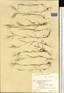 Bromus tectorum L., Eastern Europe, Moscow region (E4a) (Russia)
