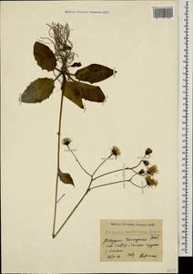 Hieracium murorum subsp. exotericum (Jord. ex Boreau) Sudre, Caucasus, Stavropol Krai, Karachay-Cherkessia & Kabardino-Balkaria (K1b) (Russia)