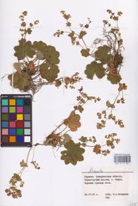 Alchemilla, Eastern Europe, West Ukrainian region (E13) (Ukraine)