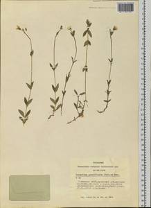 Cerastium pauciflorum Steven ex Ser., Siberia, Altai & Sayany Mountains (S2) (Russia)