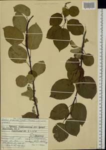 Malus sylvestris subsp. praecox (Pall.) Soó, Eastern Europe, Middle Volga region (E8) (Russia)
