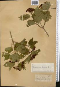 Viburnum opulus L., Middle Asia, Dzungarian Alatau & Tarbagatai (M5) (Kazakhstan)