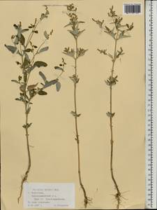 Atriplex aucheri Moq., Eastern Europe, Lower Volga region (E9) (Russia)