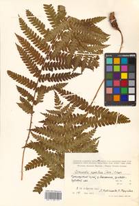 Osmundastrum cinnamomeum subsp. asiaticum (Fern.) Fraser-Jenkins, Siberia, Russian Far East (S6) (Russia)