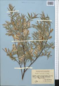 Salix capusii Franch., Middle Asia, Dzungarian Alatau & Tarbagatai (M5) (Kazakhstan)