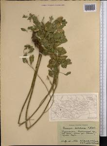 Thermopsis dolichocarpa V.A.Nikitin, Middle Asia, Pamir & Pamiro-Alai (M2) (Tajikistan)