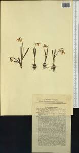 Galanthus nivalis L., Western Europe (EUR) (Czech Republic)