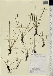 Plantago maritima L., Eastern Europe, Northern region (E1) (Russia)