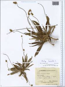 Plantago lanceolata L., Eastern Europe, South Ukrainian region (E12) (Ukraine)