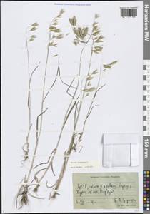 Bromus squarrosus L., Caucasus, Georgia (K4) (Georgia)