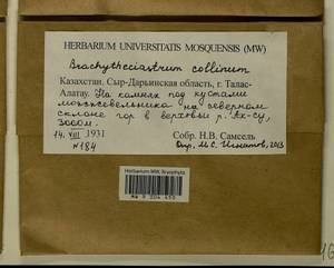 Brachytheciastrum collinum (Schleich. ex Müll. Hal.) Ignatov & Huttunen, Bryophytes, Bryophytes - Middle Asia & Kazakhstan (B16) (Kazakhstan)