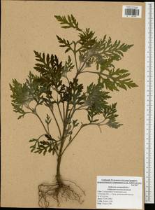 Ambrosia artemisiifolia L., Eastern Europe, Central region (E4) (Russia)