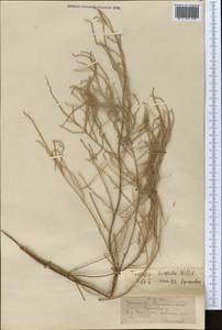 Tamarix hispida Willd., Middle Asia, Syr-Darian deserts & Kyzylkum (M7) (Uzbekistan)