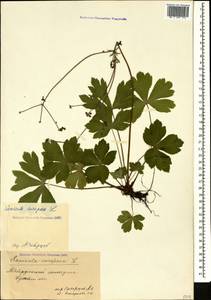 Sanicula europaea L., Caucasus, Stavropol Krai, Karachay-Cherkessia & Kabardino-Balkaria (K1b) (Russia)