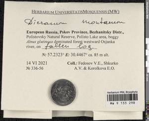 Orthodicranum montanum (Hedw.) Loeske, Bryophytes, Bryophytes - Novgorod & Pskov Oblasts (B5) (Russia)