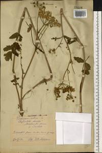 Pastinaca sativa L., Eastern Europe, Eastern region (E10) (Russia)