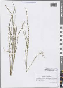 Thymelaea passerina (L.) Coss. & Germ., Eastern Europe, Central forest region (E5) (Russia)
