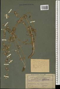 Marrubium persicum C.A.Mey., Caucasus, Azerbaijan (K6) (Azerbaijan)
