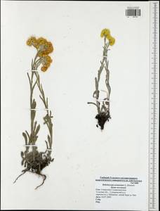 Helichrysum arenarium (L.) Moench, Eastern Europe, Central region (E4) (Russia)