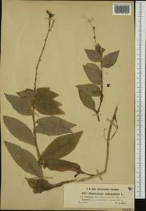 Hieracium sabaudum subsp. scabiosum (Sudre) Zahn, Western Europe (EUR) (Austria)
