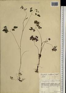 Corydalis raddeana Regel, Siberia, Russian Far East (S6) (Russia)