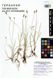 Carex praecox Schreb., Siberia, Altai & Sayany Mountains (S2) (Russia)