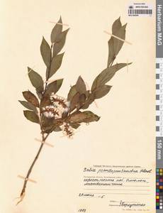 Salix pseudopentandra (Flod.) Flod., Siberia, Chukotka & Kamchatka (S7) (Russia)