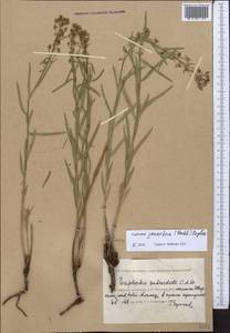 Euphorbia virgata Waldst. & Kit., Middle Asia, Caspian Ustyurt & Northern Aralia (M8) (Kazakhstan)