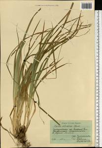 Carex sylvatica Huds., Eastern Europe, West Ukrainian region (E13) (Ukraine)