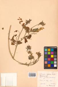 Astragalus marinus Boriss., Siberia, Russian Far East (S6) (Russia)