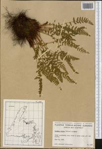 Woodsia alpina (Bolton) Gray, America (AMER) (Canada)