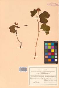 Rubus chamaemorus L., Siberia, Russian Far East (S6) (Russia)