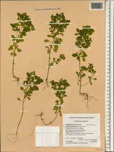 Euphorbia peplus L., South Asia, South Asia (Asia outside ex-Soviet states and Mongolia) (ASIA) (Cyprus)