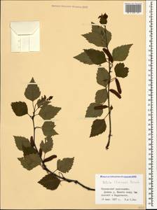 Betula pubescens var. litwinowii (Doluch.) Ashburner & McAll., Caucasus, Krasnodar Krai & Adygea (K1a) (Russia)