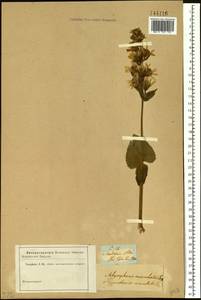 Ligularia sibirica (L.) Cass., Siberia, Altai & Sayany Mountains (S2) (Russia)