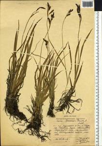 Carex flavocuspis Franch. & Sav., Siberia, Russian Far East (S6) (Russia)