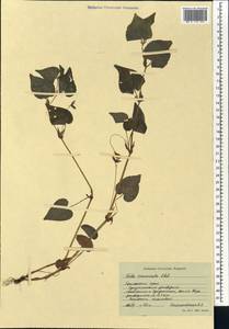 Viola acuminata Ledeb., Siberia, Russian Far East (S6) (Russia)