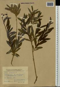 Salix purpurea L., Eastern Europe, Lower Volga region (E9) (Russia)