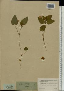 Viola canina L., Eastern Europe, Moscow region (E4a) (Russia)