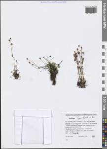 Saxifraga hyperborea R. Br., Siberia, Western Siberia (S1) (Russia)