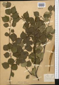 Betula tianschanica Rupr., Middle Asia, Northern & Central Kazakhstan (M10) (Kazakhstan)